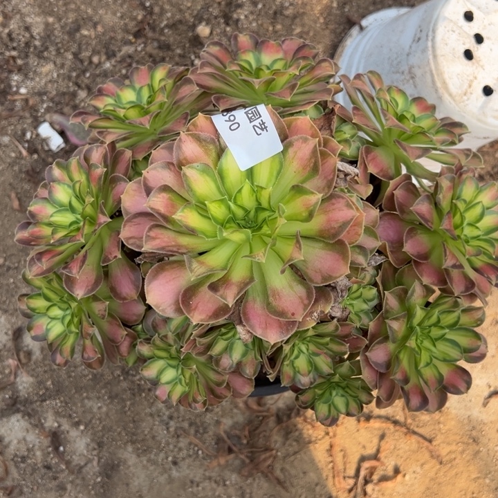 韶华手捧多肉植物390