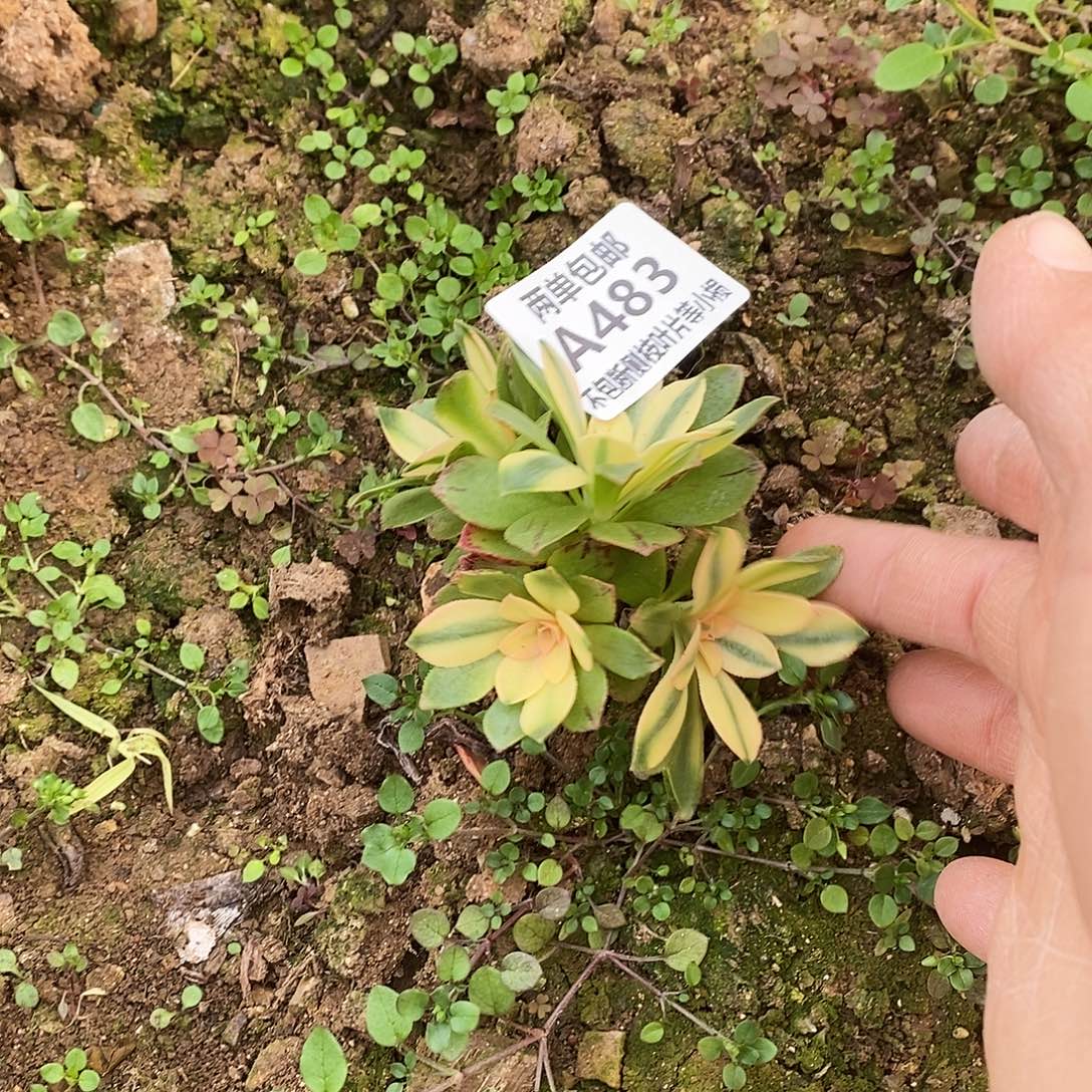 483荷花多肉有砍母本