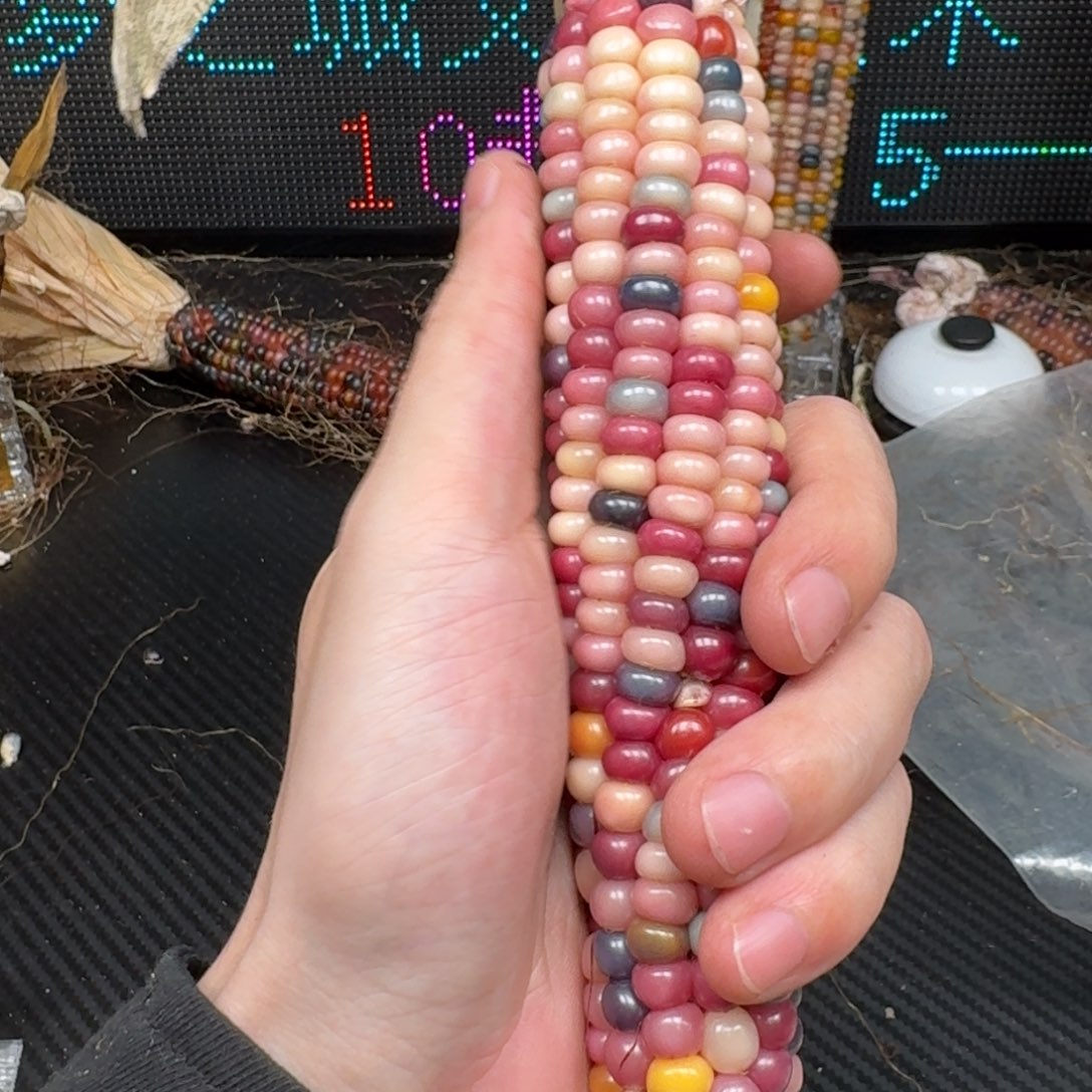 柏香籽/百香籽吊坠幽*