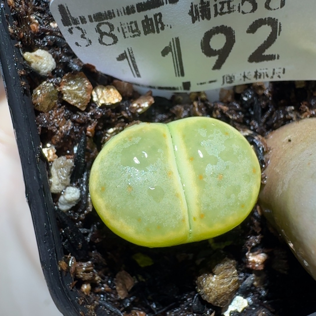 zzzz生石花肉锥1192
