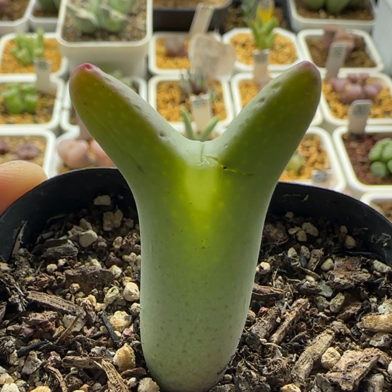 【闪购商品】1232开播福利当天28包邮非偏远