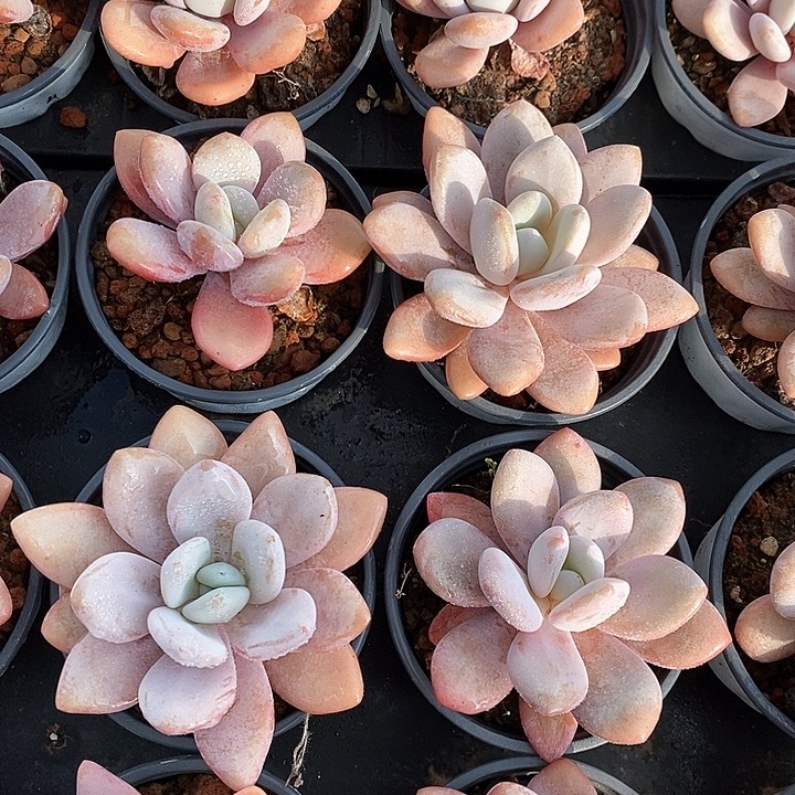 27粉兔单头 福利多多