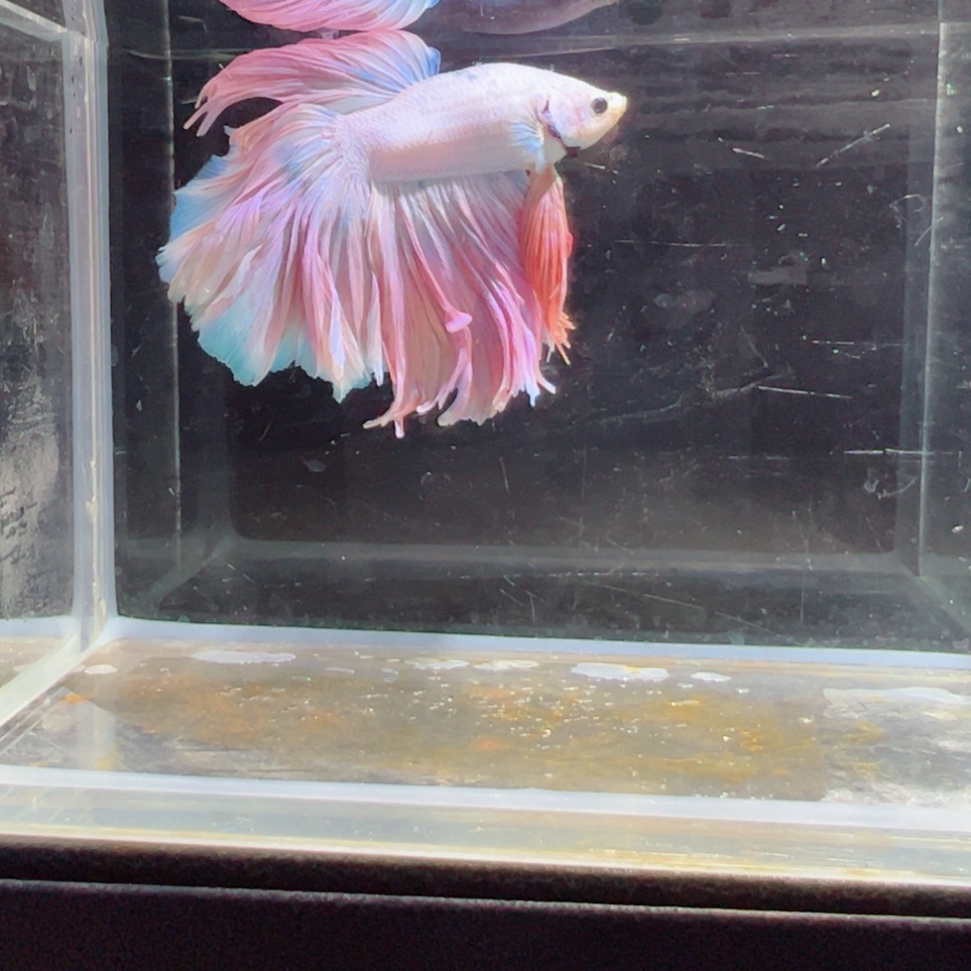 斗鱼浅色特殊尾hhhh