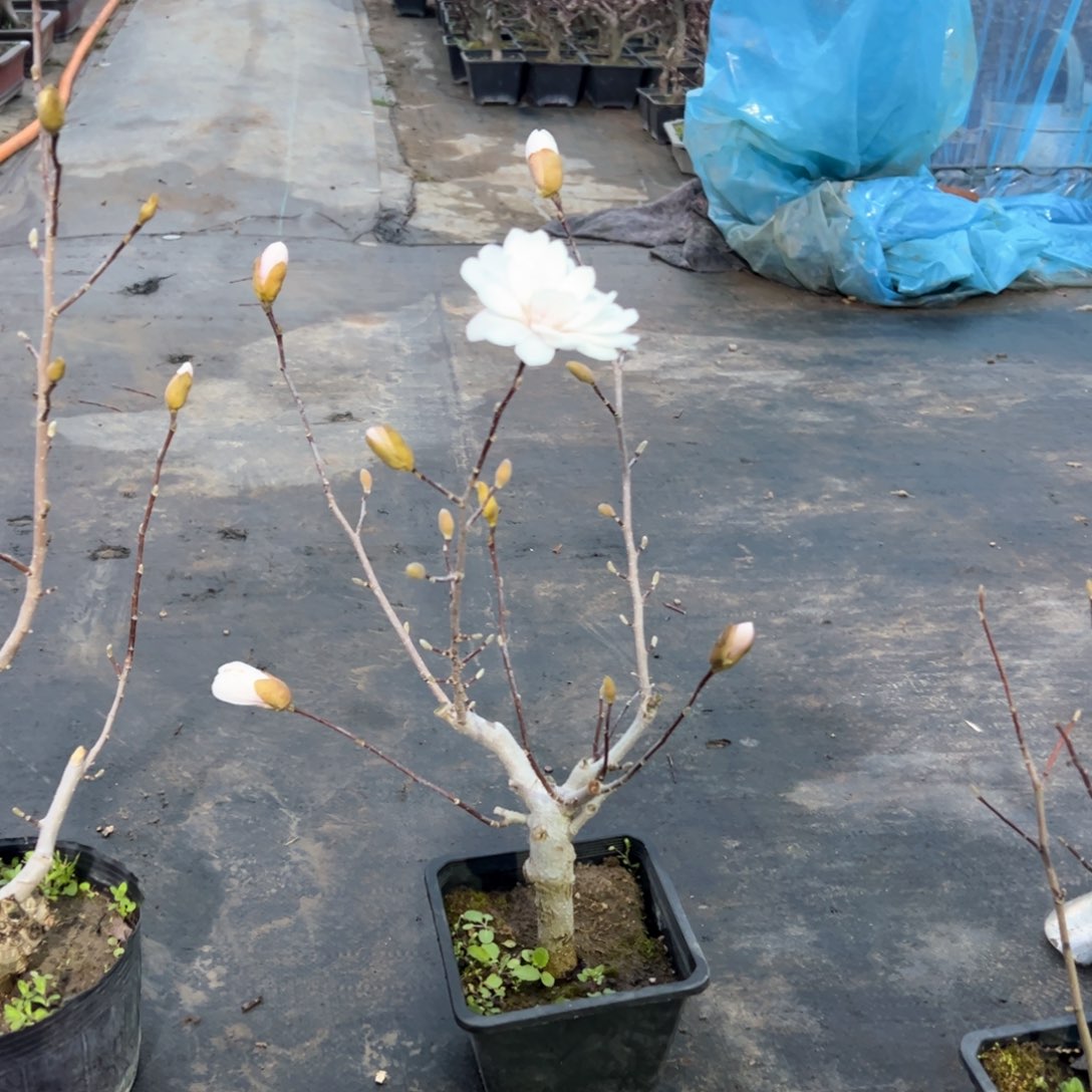 9*1枫树枫树枫树枫树