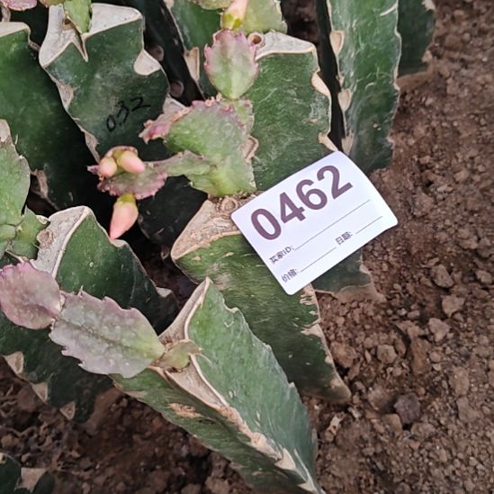 032嫁接零度之上包邮462