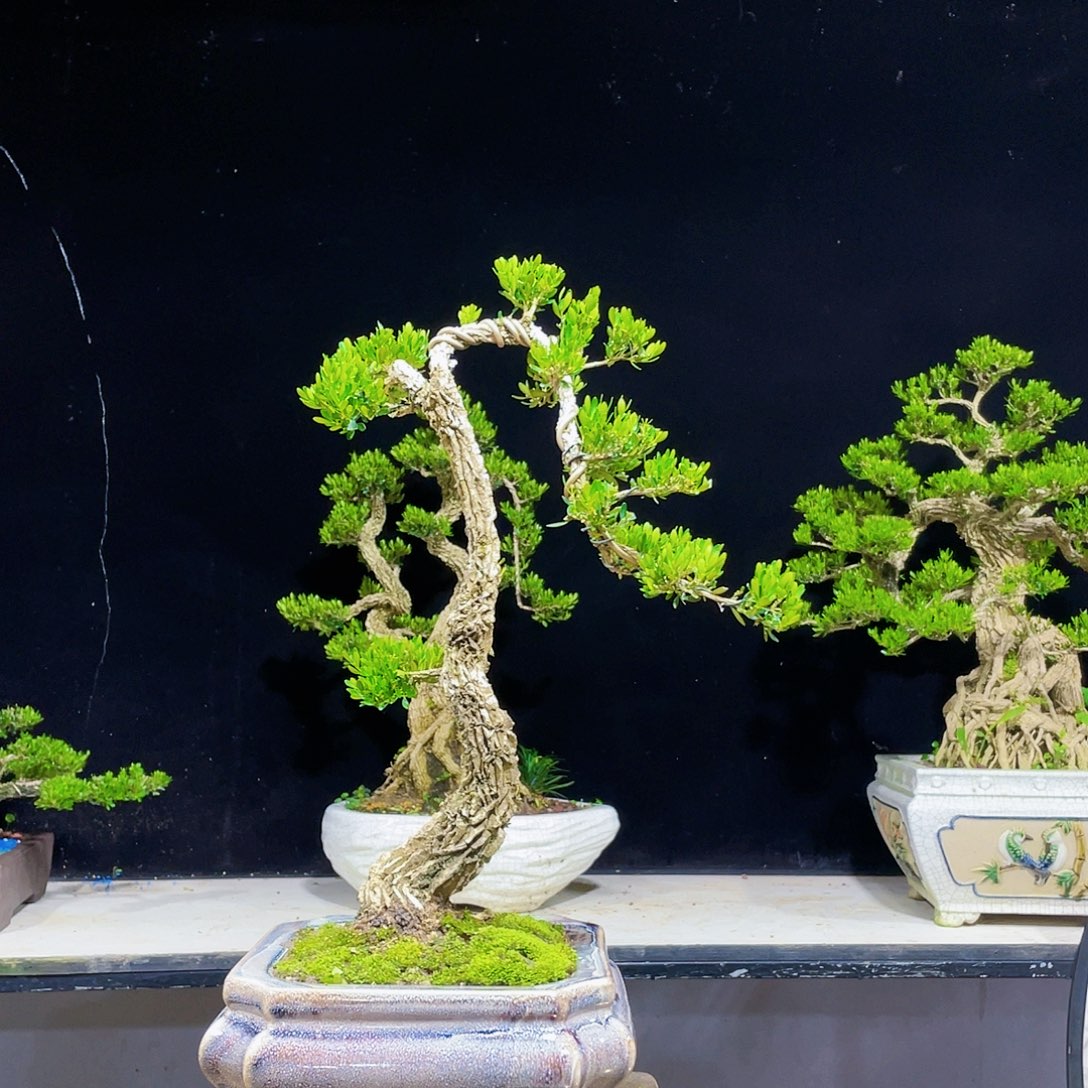 疙*花黄杨盆景四季常青