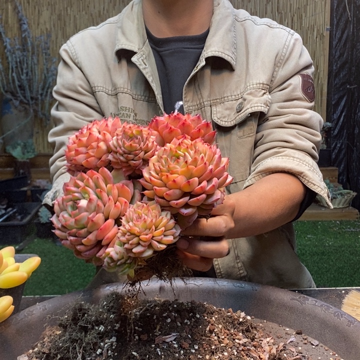 L***0104 多肉植物多肉植物