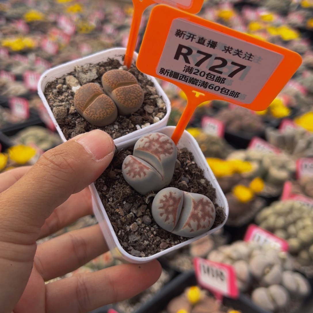 726.727 生石花大群生一物一拍