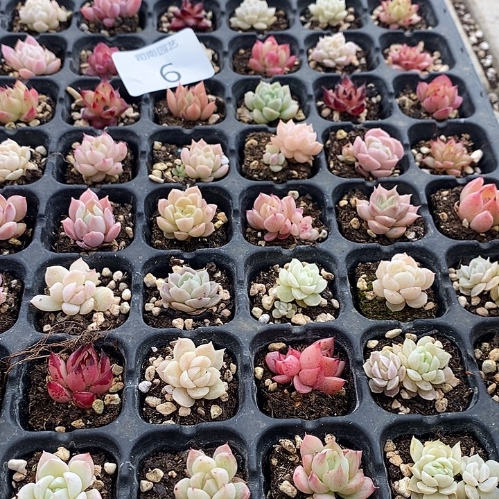 6 多肉植物盆栽花卉