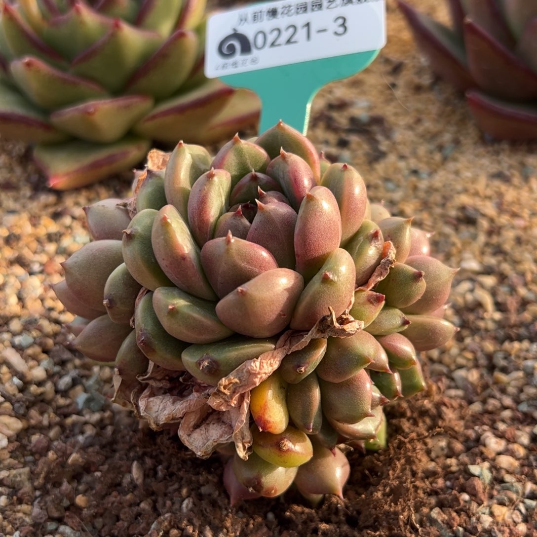 从前慢多肉精选编号0221.3