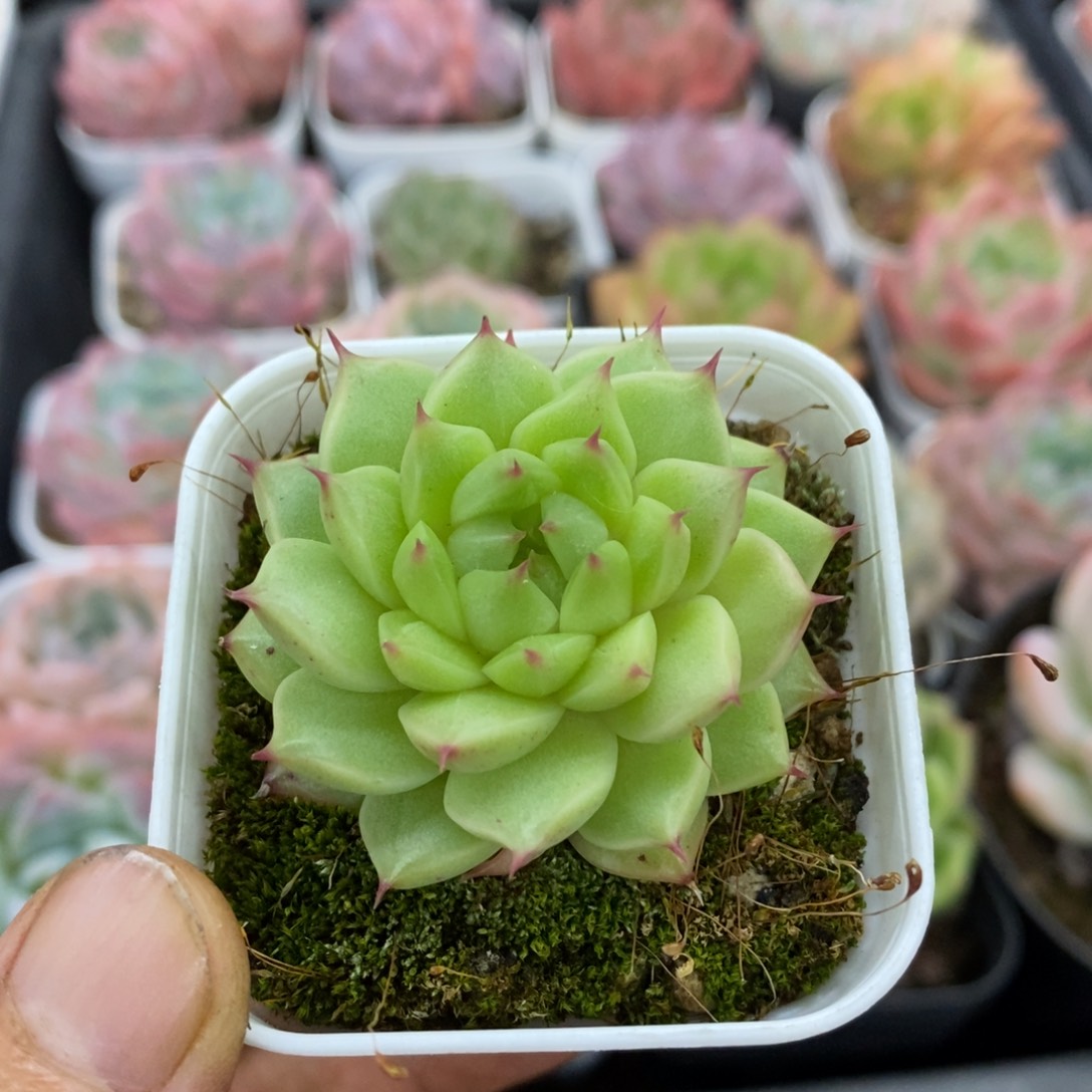 精品多肉一物一拍不包整195