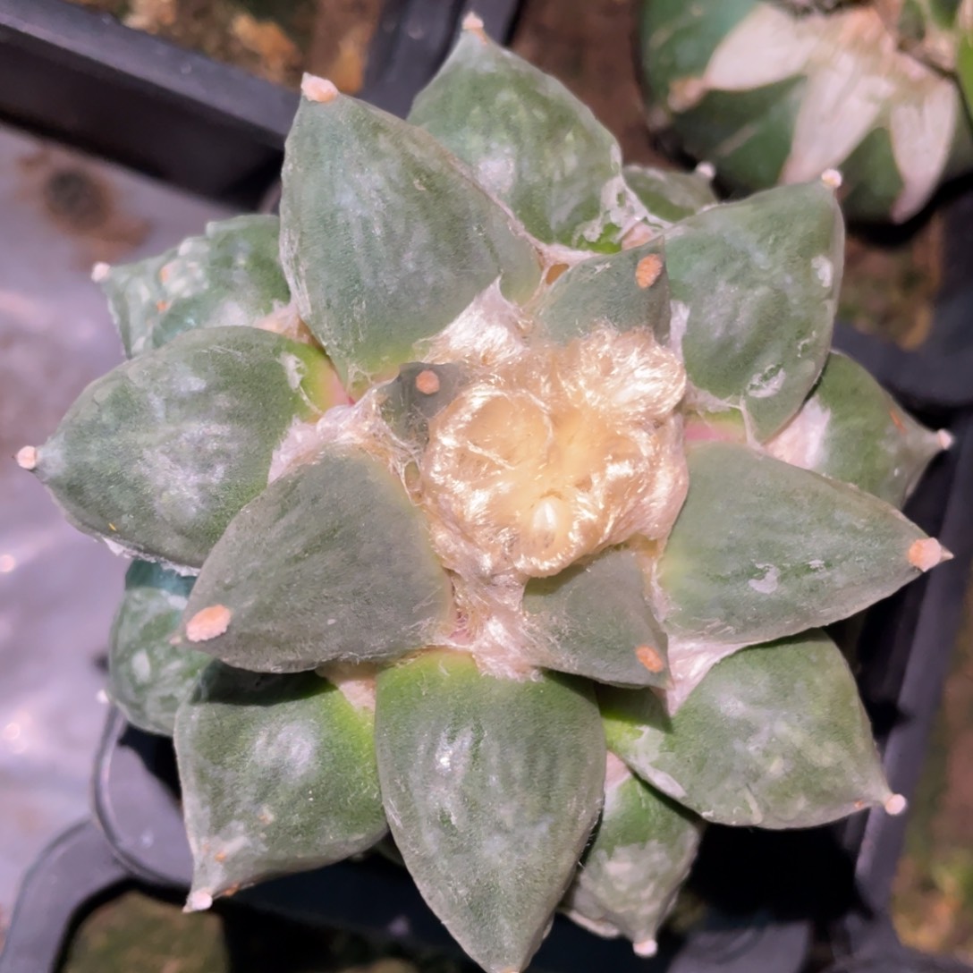 丸犹青瓷怒涛牡丹 仙人球