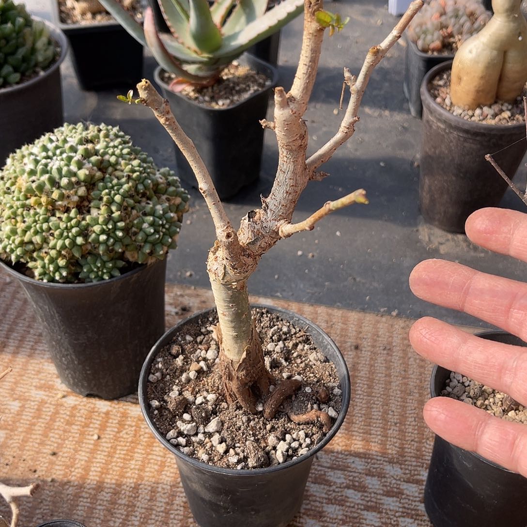 实生没药橄榄一物一拍