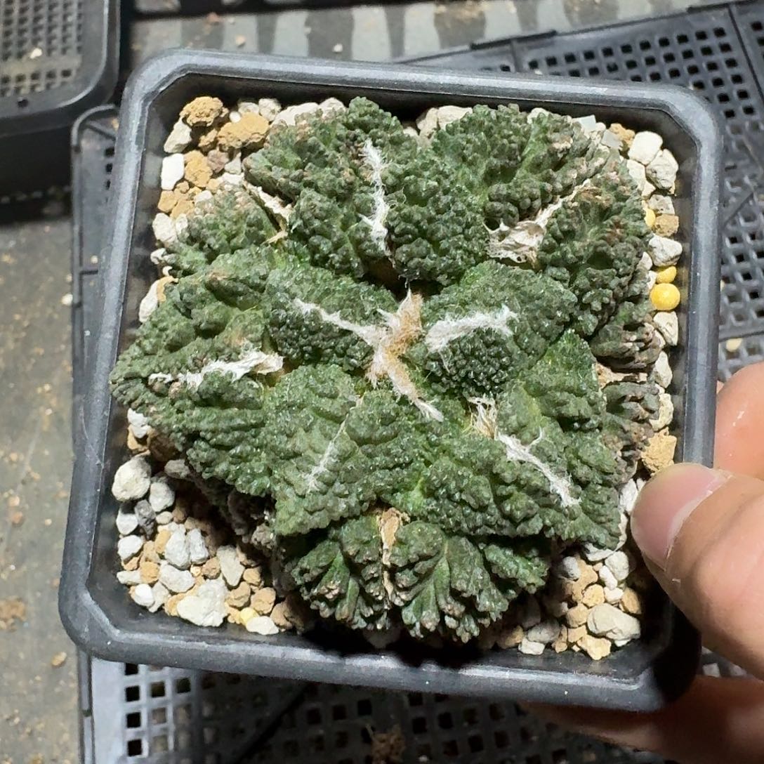 548号萝卜根仙人球带盆土