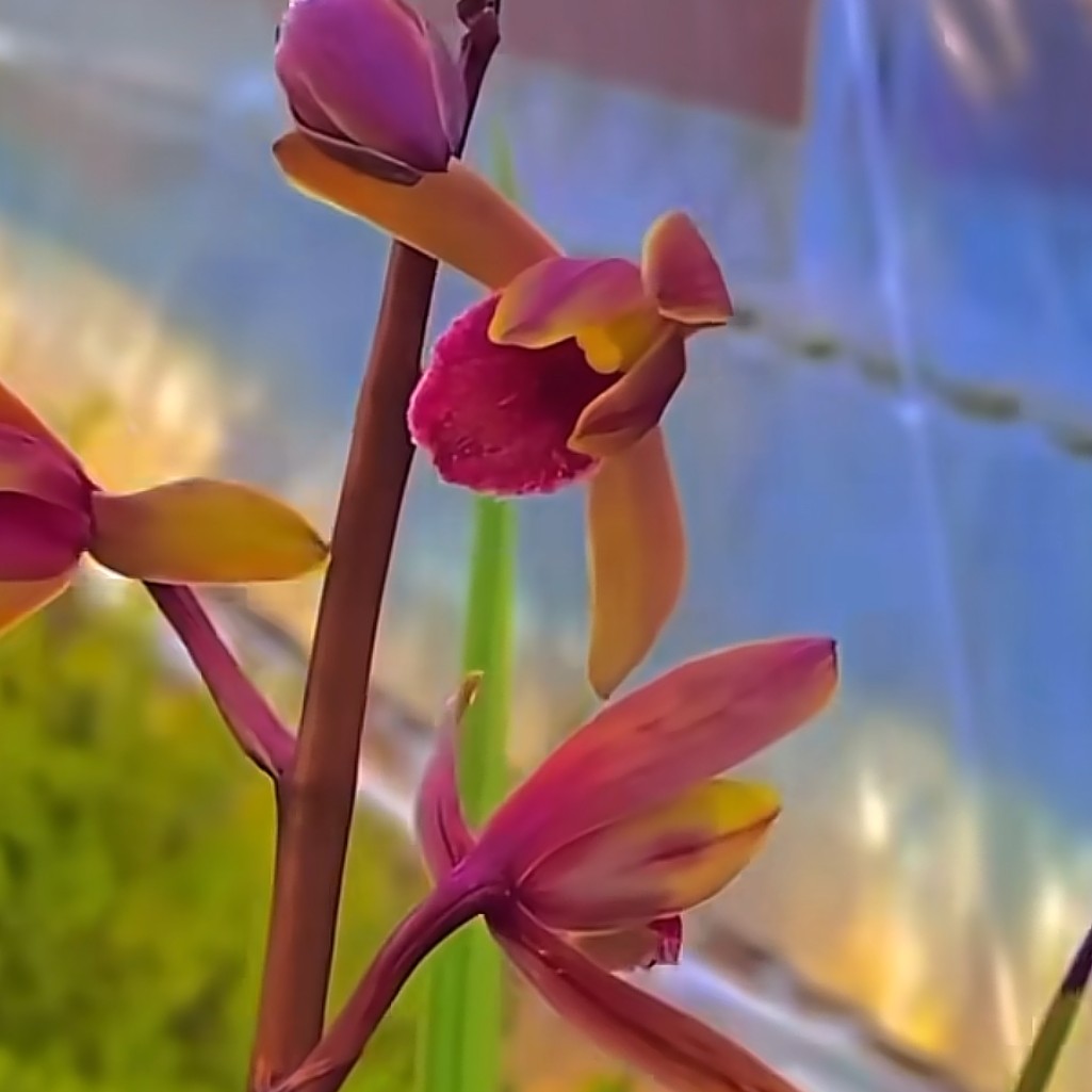 正品国兰一物一拍