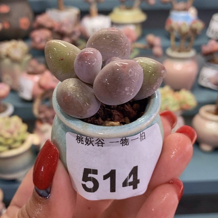 514蛋黄奶酪带盆土发货