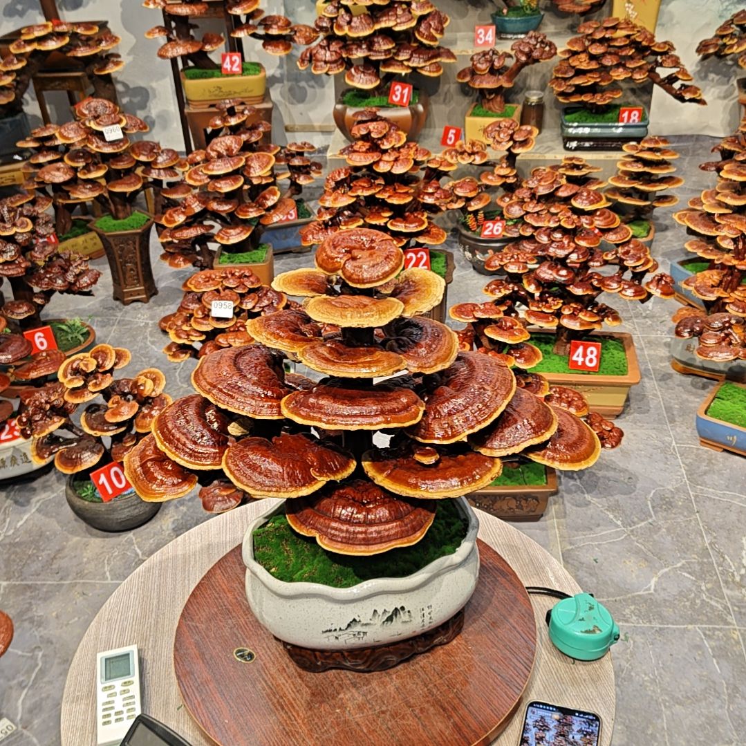 你*灵芝盆景高端大气上档次