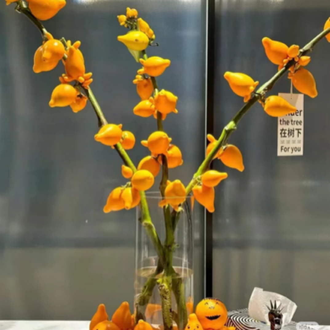 云南精选年宵花五代果（一支）