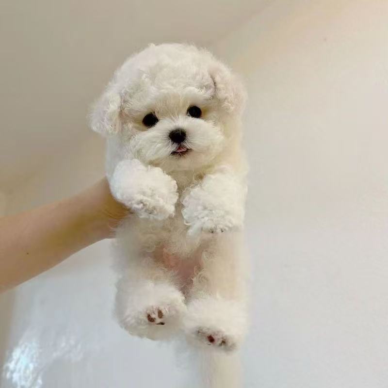 比熊，博美，泰迪，柯基直播间挑选为准