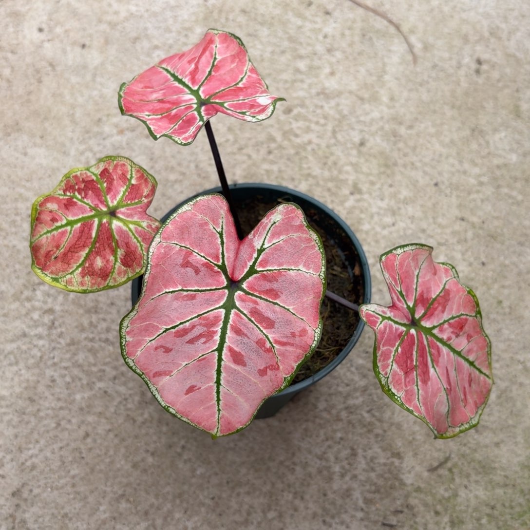 龟***龟雅哈哈泰国彩叶芋89-1210