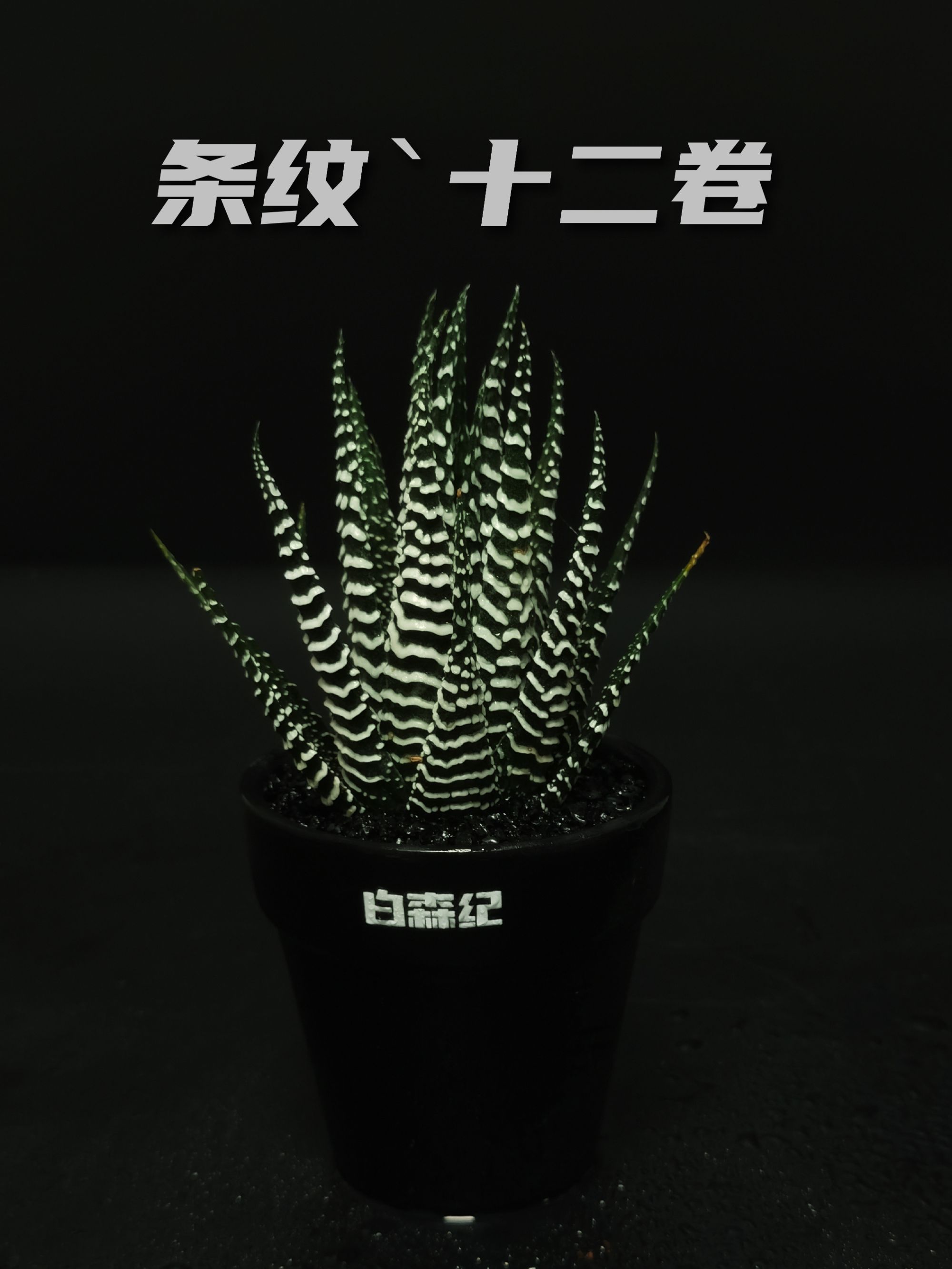 条纹十二卷多肉植物室内外盆栽防辐射净化空气绿植