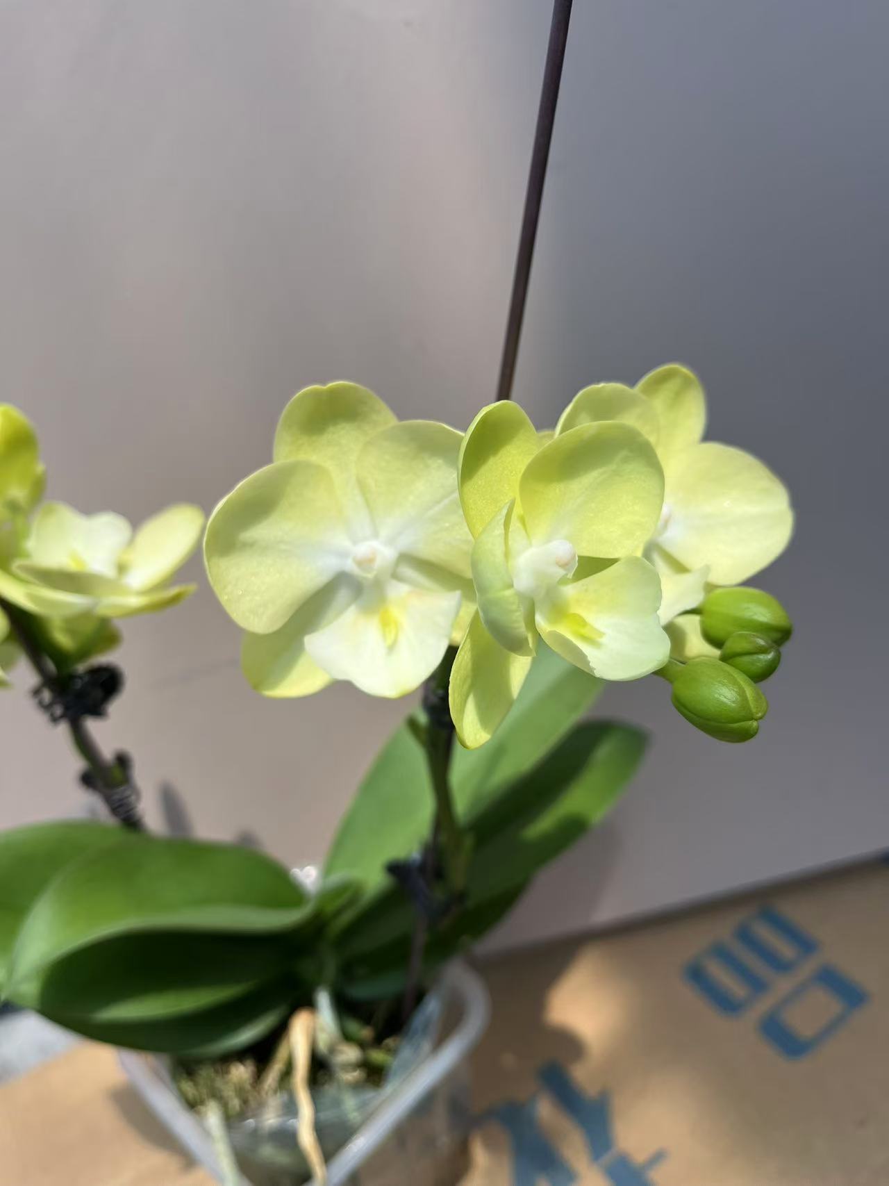 【宝玉3.0寸杯】梦语花卉蝴蝶兰美观 带花带花苞 室内花 耐养花期长