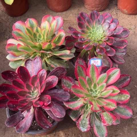 795多肉植物组合