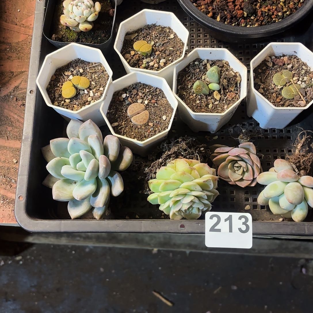 多肉植物宽拍23号