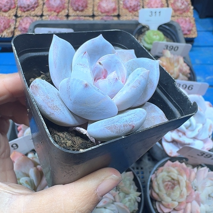 溏心雪天使多肉400