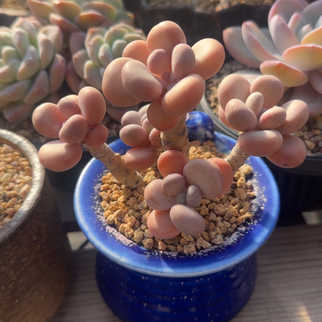 橙雪球群生一物一拍