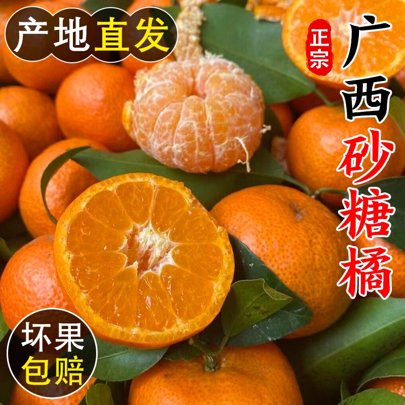 【坏果包赔】广西正宗金秋现摘砂糖橘时令应季水果小砂糖桔子tx3