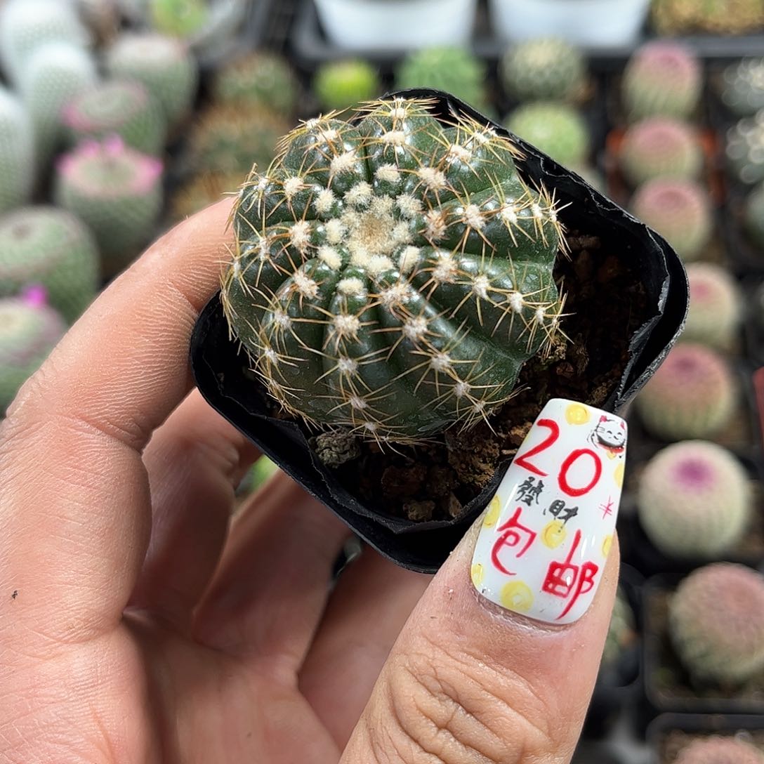 炫美玉单头发货有根发货