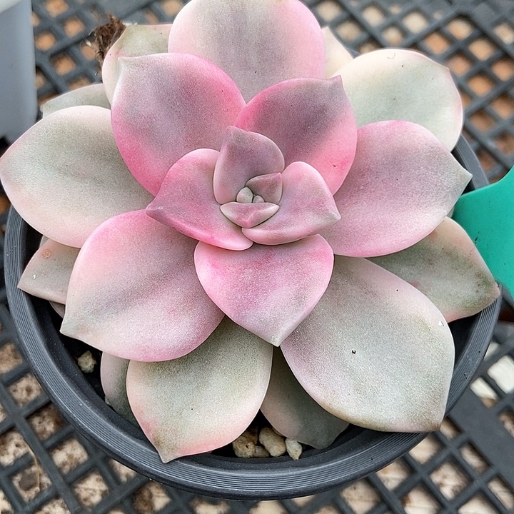 多肉植物紫乐锦1598