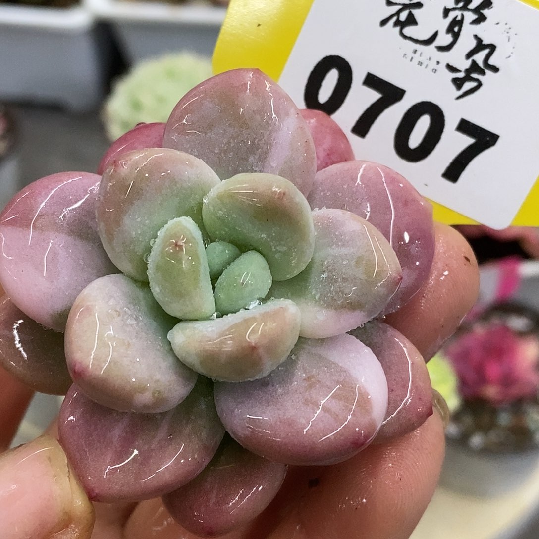 707头盖哈哈哈哈哈哈