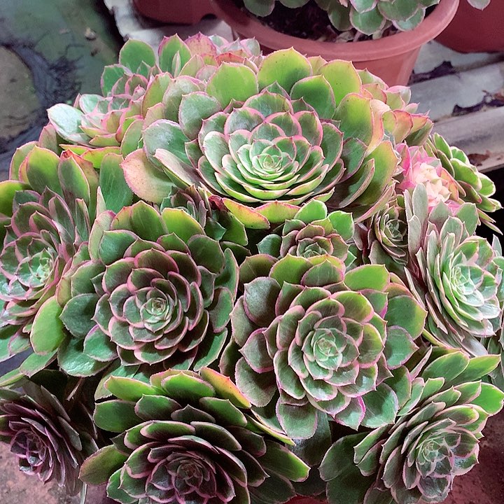 莲花座，多肉植物