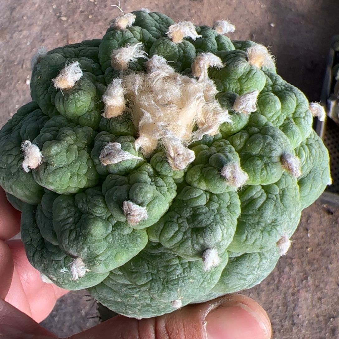 皱尤大尤仙仙人球712