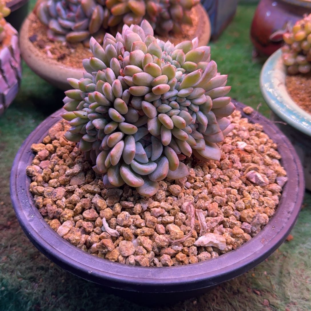 星影树缀无砍多肉