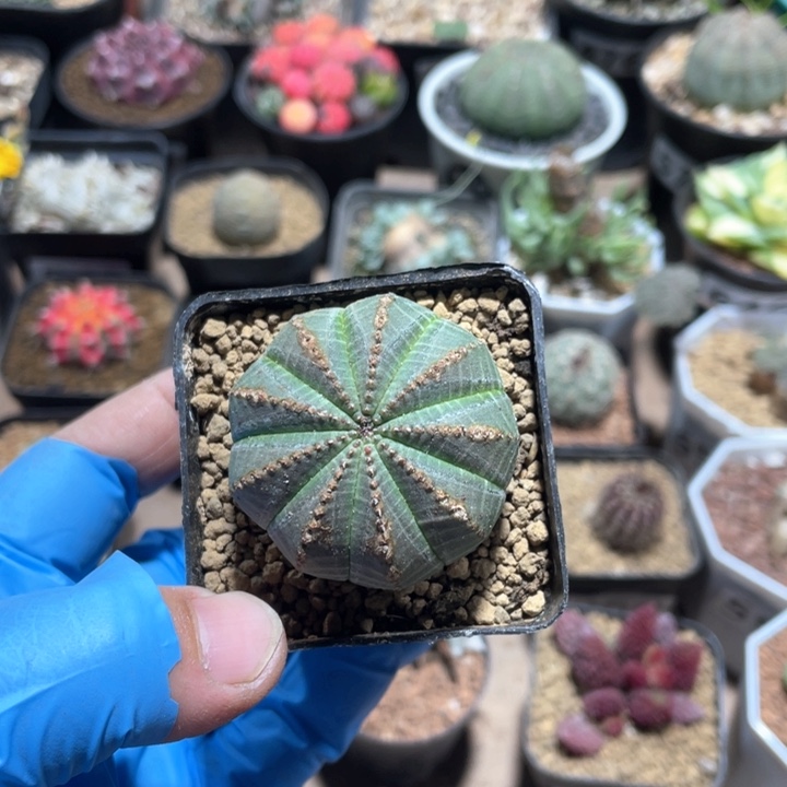 649拉链布纹球一颗