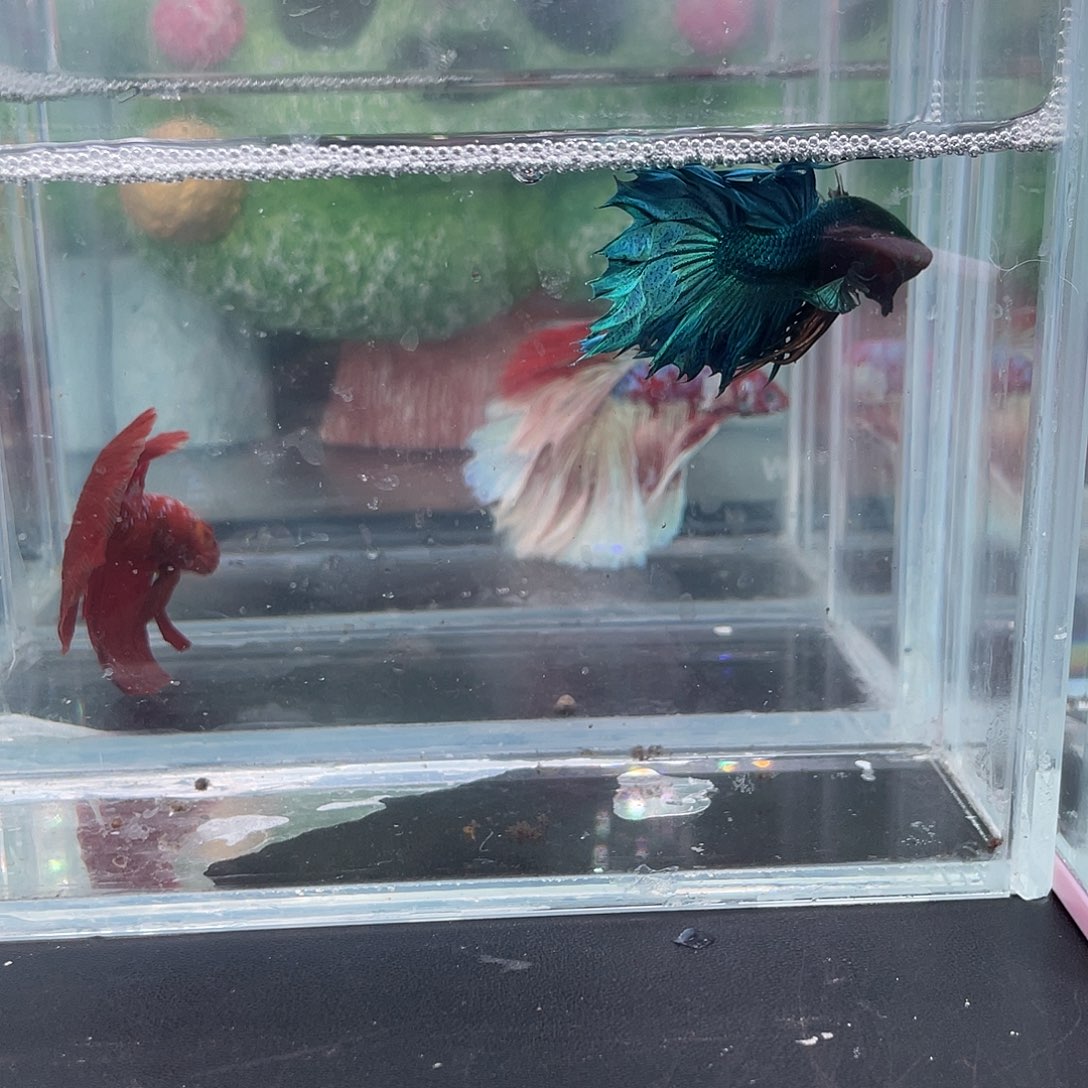 斗鱼11号1227早鸭掌气泡