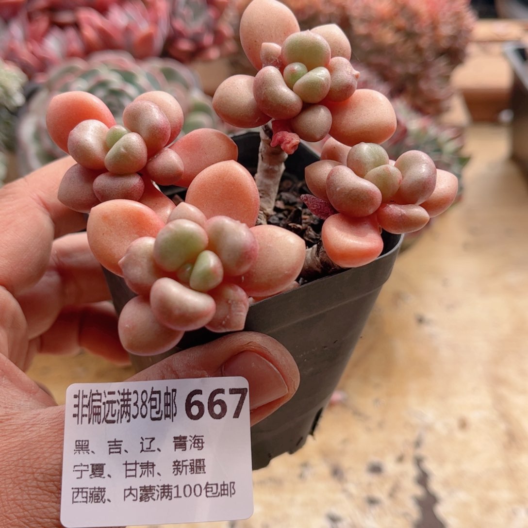 667先锋派德华多肉