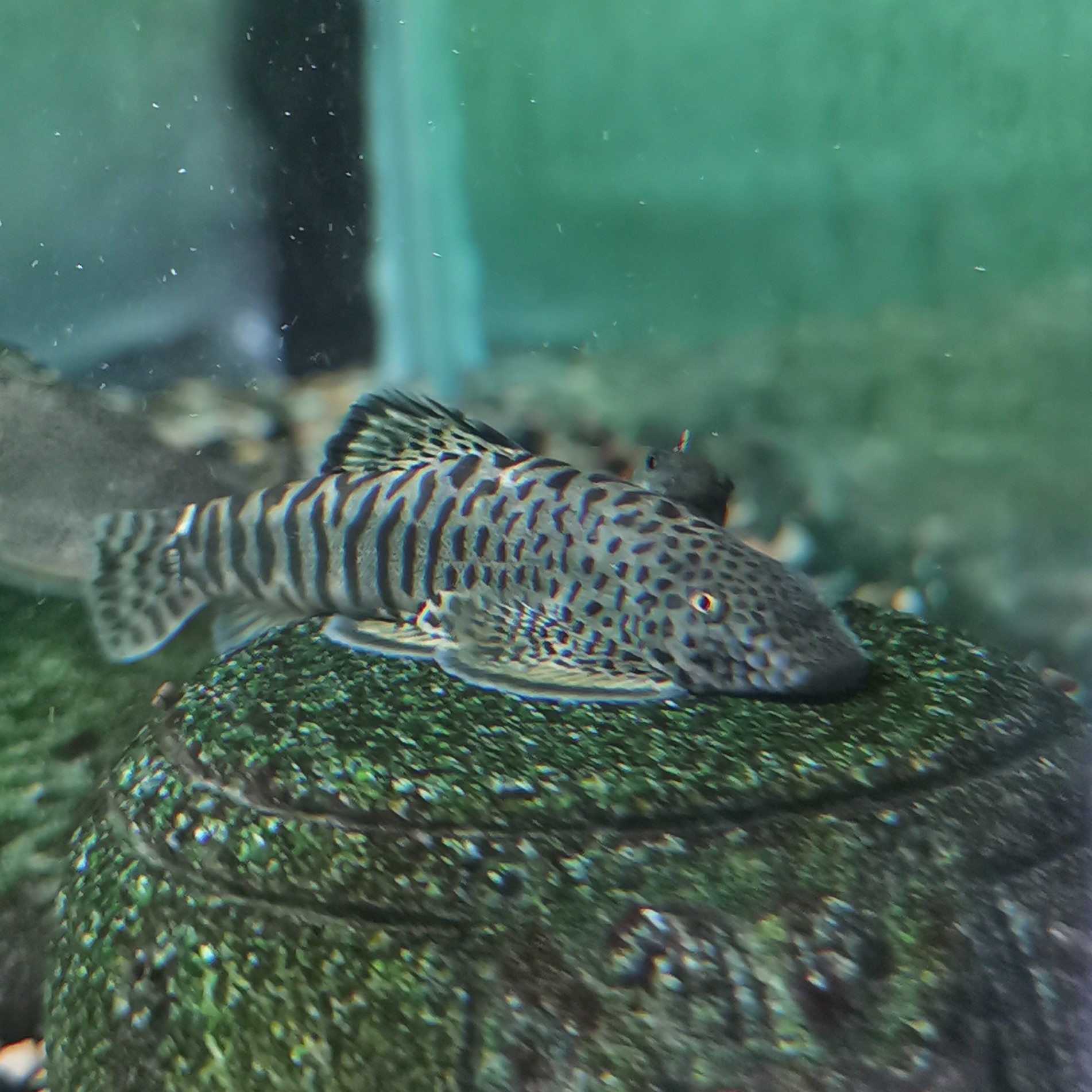 5.5-7cm长汀吸鳅小型冷水清洁鱼观赏不加温爬岩鳅石爬子除藻琵琶