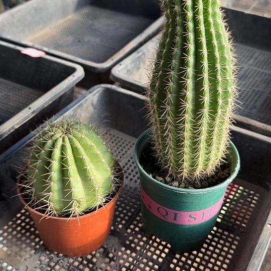 阿***^毛花柱，荣耀和飞碟，两棵