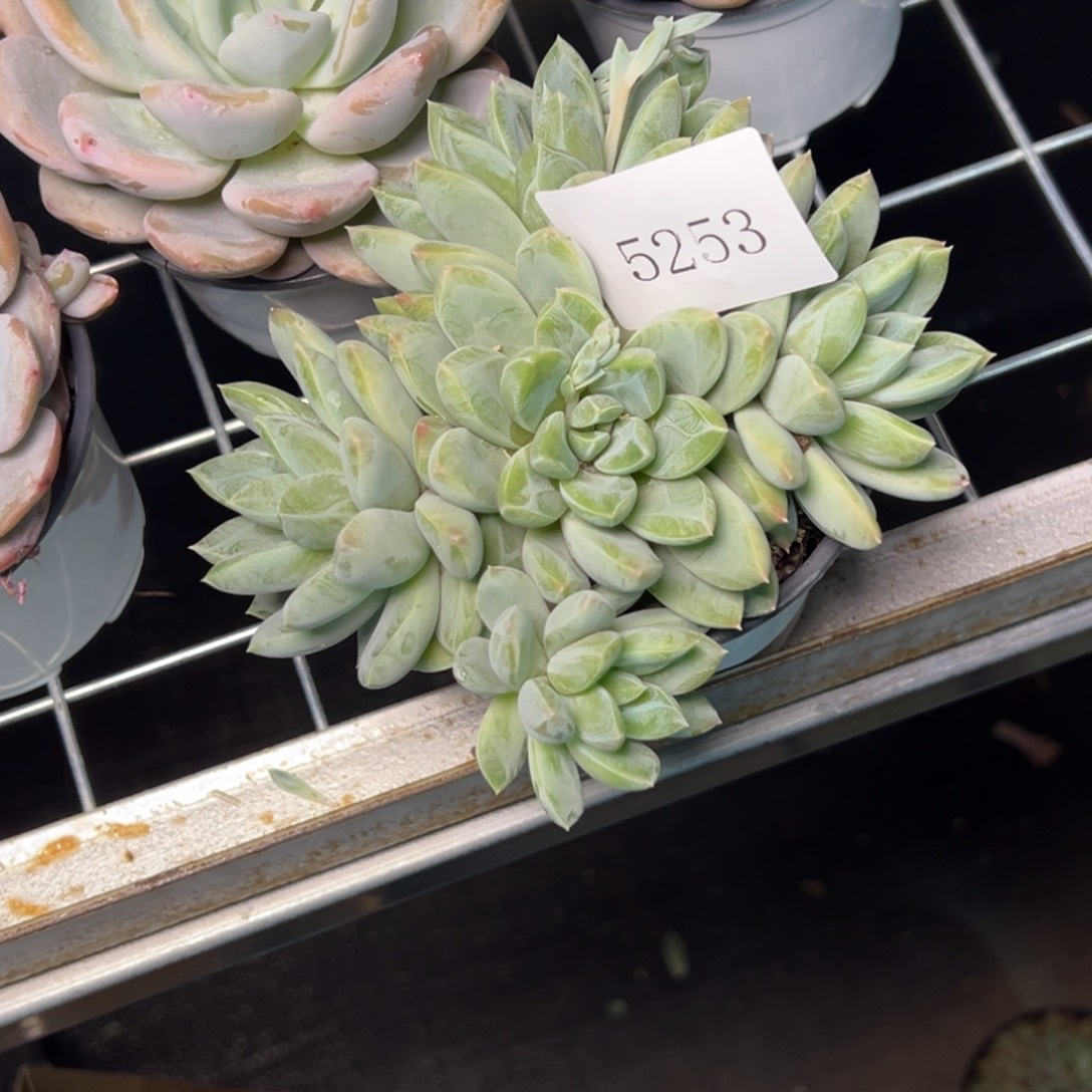 宜*人5253多肉多多多多多