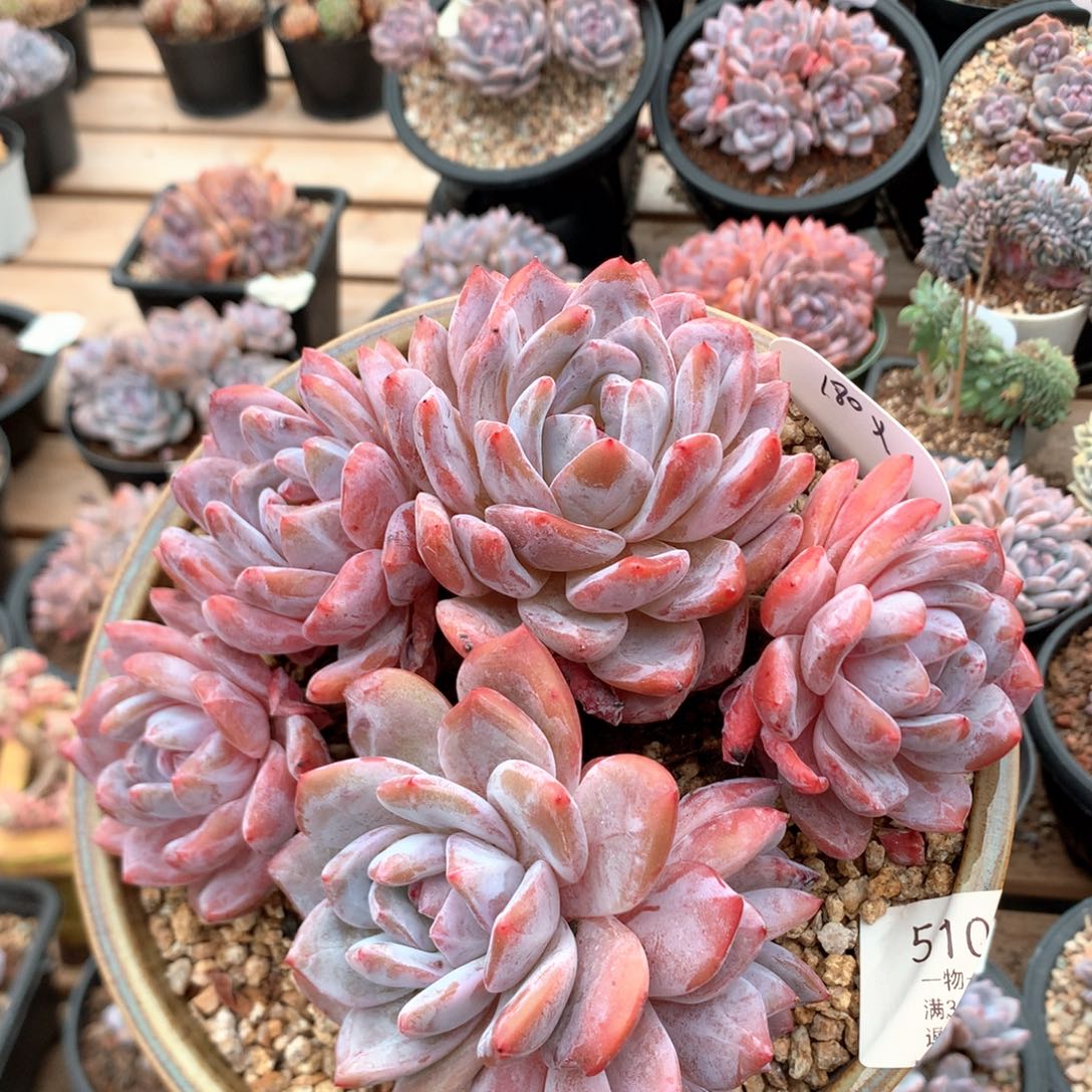 18厘米六头有砍韩橙 特价 5103