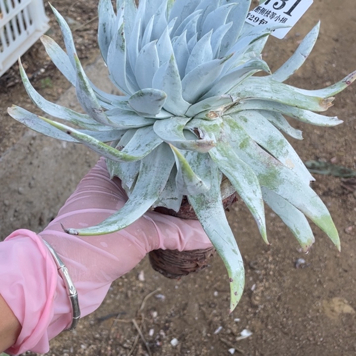 731点雪山多肉植物