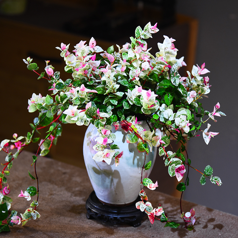 意境-花叶络石盆景新中式室内好养桌面摆件绿植花卉盆栽鲜活自然