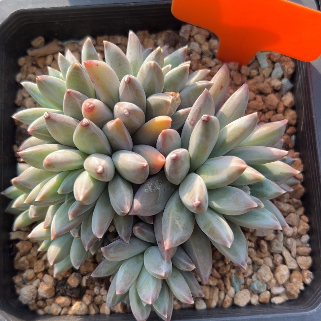 幻影美人11111111111