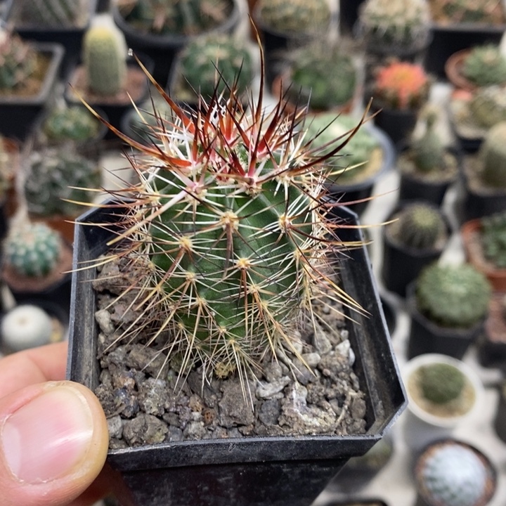 实生幻虾特价福利