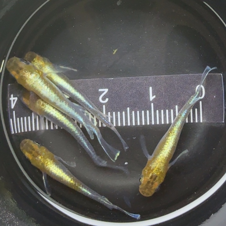 青鳉鱼青铜磷光23号