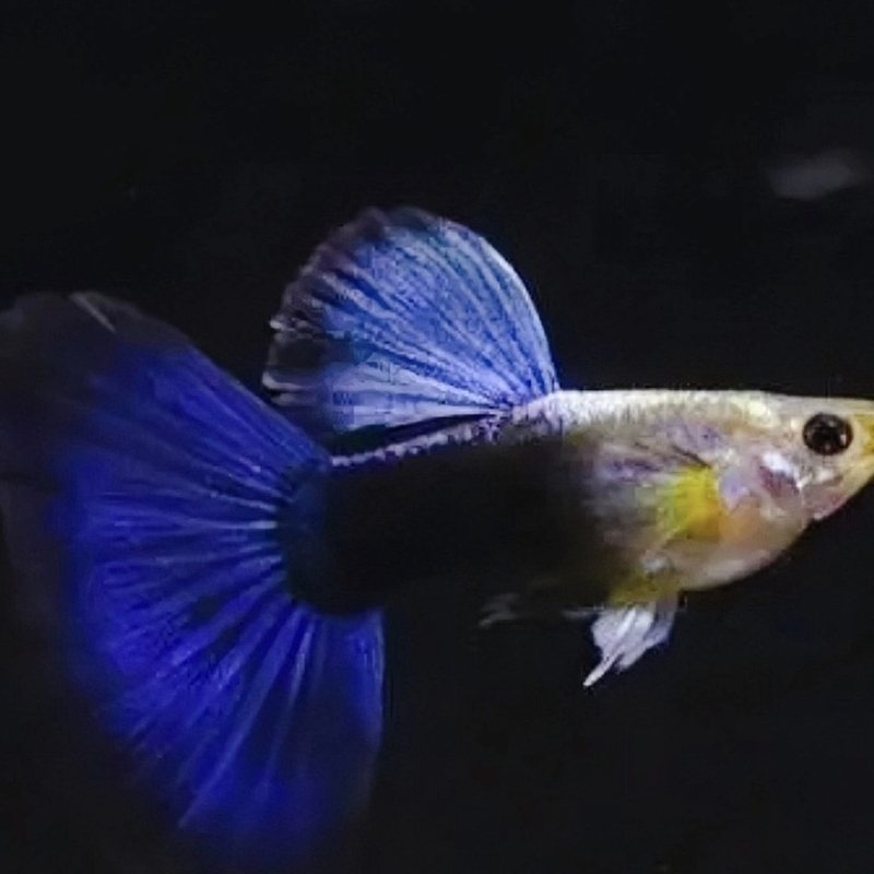 赛级蓝礼服种鱼观赏鱼孔雀鱼（入缸后不包损无完整视频耐活不包损